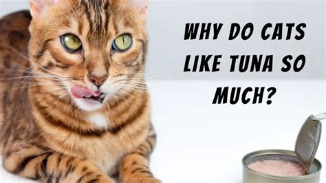 what is a 808 in music and why do cats like tuna?